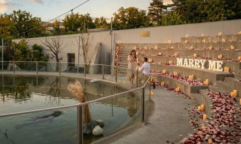 Szabadtéri lánykérés a fókáknál